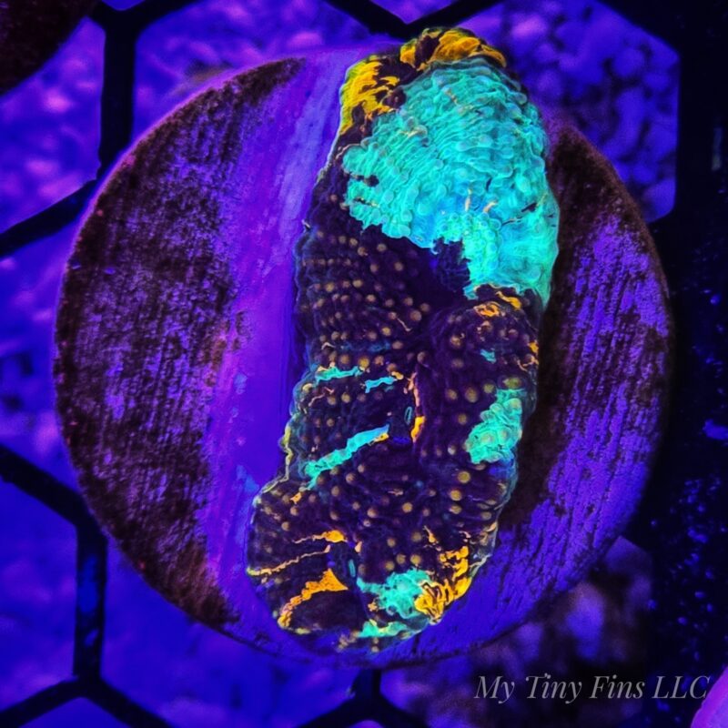 Rainbow Acan Echinata – WYSIWYG LPS Coral Frag (Colorful)