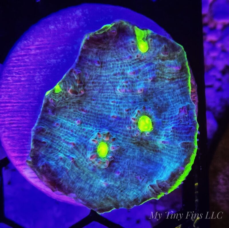 Alien Eye Chalice – WYSIWYG LPS Coral Frag