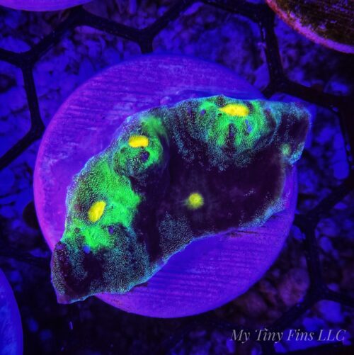 Raja Rampage – WYSIWYG LPS Coral Frag (Colorful)