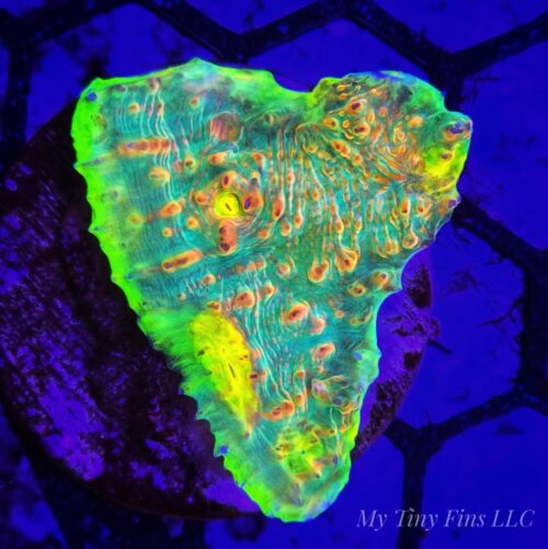 Watermelon Chalice – WYSIWYG LPS Coral Frag (Unique Variety of Colors)