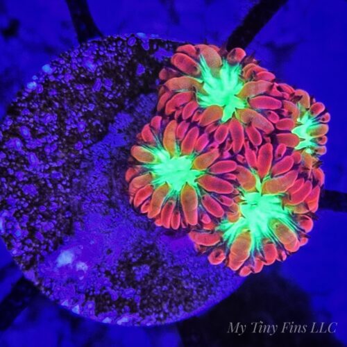 Aussie Blastomussa merletti – 3-4 Polyps LPS Coral