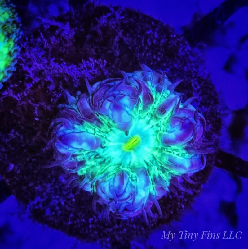 Yellow Mouth Emerald Blastomussa merletti – 1 Polyp LPS Coral