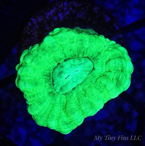 Green Candy Cane – Single Polyp LPS Coral