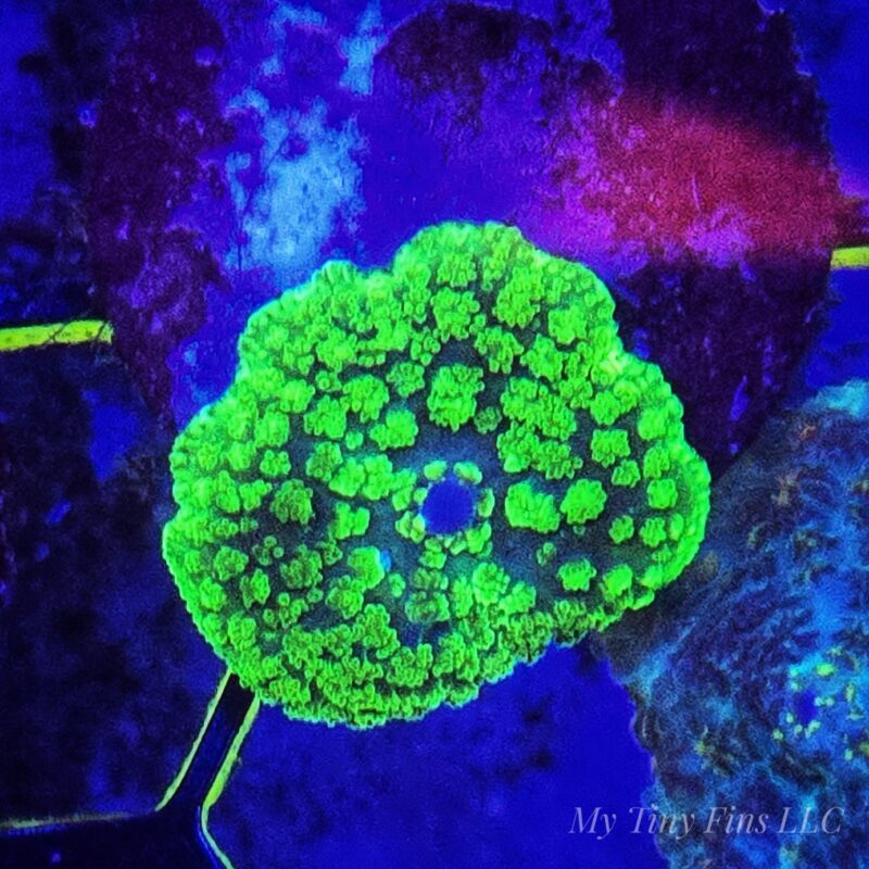 Neon Green Rhodactis Mushroom - WYSIWYG