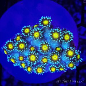 Blue & Yellow Goniapora – WYSIWYG LPS Coral Frag