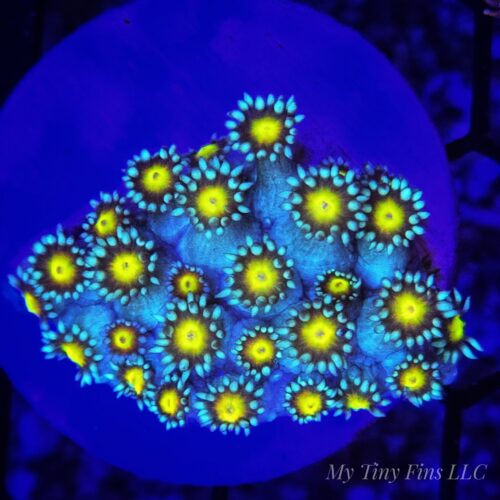 Blue & Yellow Goniapora – WYSIWYG LPS Coral Frag