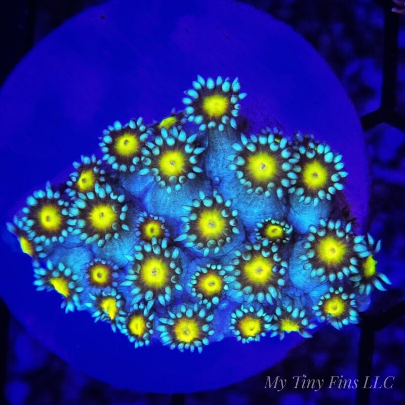 Blue & Yellow Goniapora – WYSIWYG LPS Coral Frag