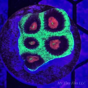 Christmas Favia – WYSIWYG LPS Coral Frag