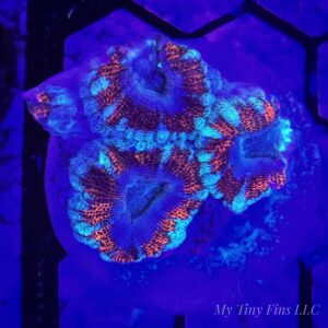 Ultra Acan Lord WYSIWYG