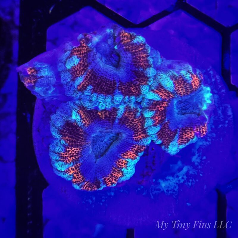 Ultra Acan Lord WYSIWYG