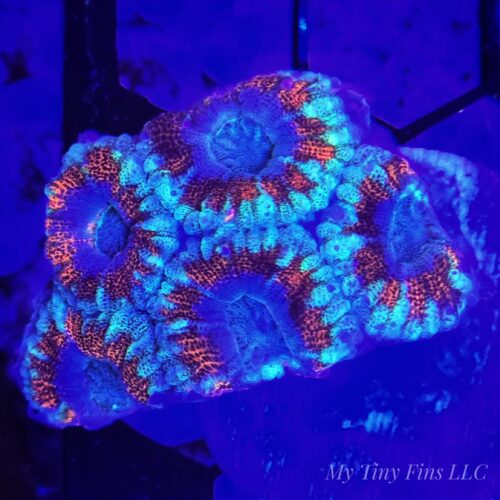 Ultra Acan Lord WYSIWYG
