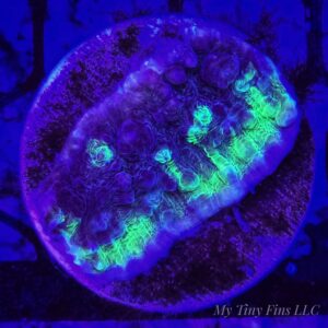 Limelight Chalice Coral (Echinophyllia sp.) – LPS Coral Frag