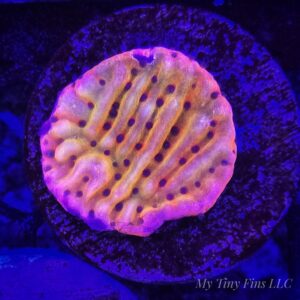 RR Naughty Spiral Montipora – Almost WYSIWYG SPS Coral Frag (Plating)