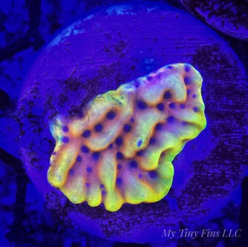 Crazy T Montipora – Almost WYSIWYG SPS Coral Frag (Plating)