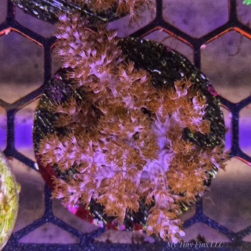 Purple Kenya Tree (Sinularia) Soft Coral - Perfect for Beginner Reef Keepers!