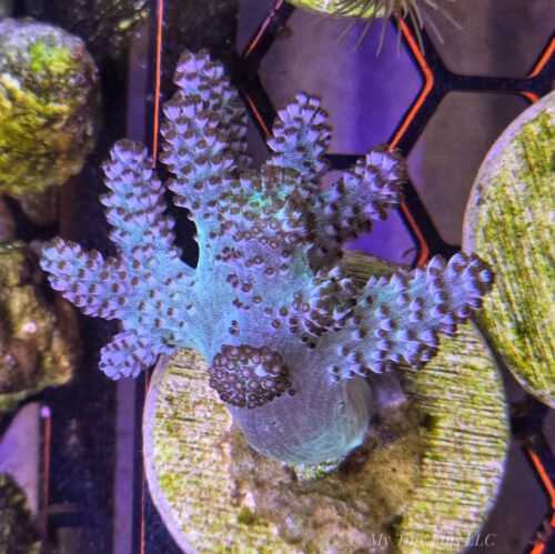 Capnella Finger Leather Coral Frag