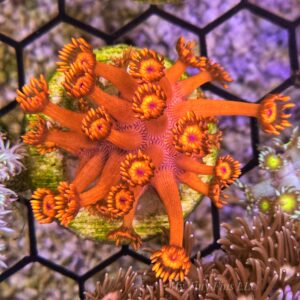 Pink Goniopora – WYSIWYG LPS Coral Frag