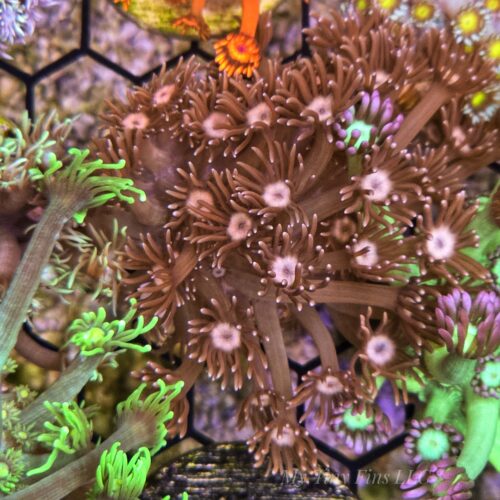 Peach Goniapora – WYSIWYG LPS Coral Frag