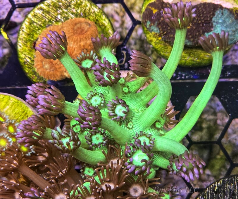 Medusa Goniopora - Long Polyp