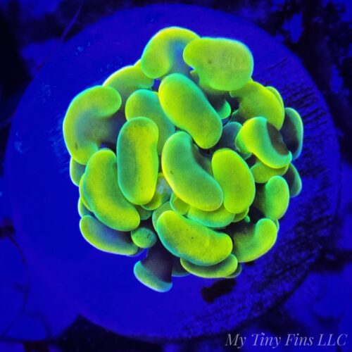 Gold Branching Hammer – WYSIWYG LPS Coral Frag (1 Polyp)