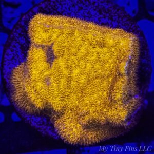 Golden Psammocora – WYSIWYG SPS Coral Frag (Encrusting)
