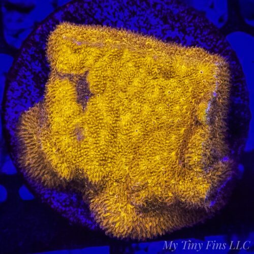 Golden Psammocora – WYSIWYG SPS Coral Frag (Encrusting)