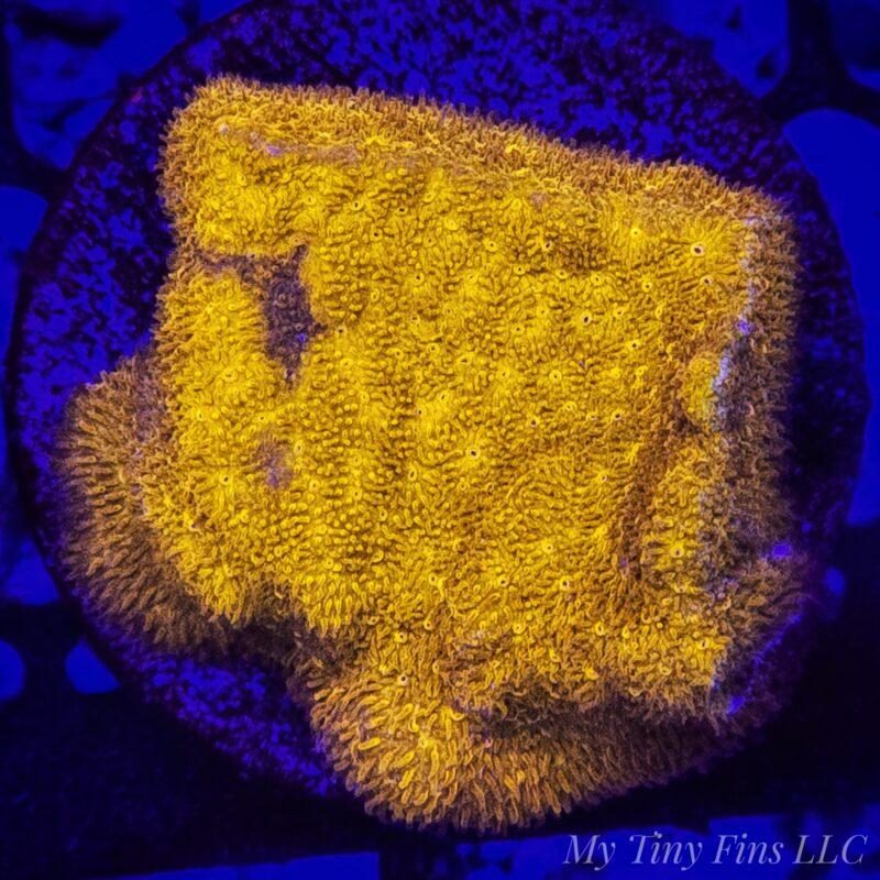 Golden Psammocora – WYSIWYG SPS Coral Frag (Encrusting)