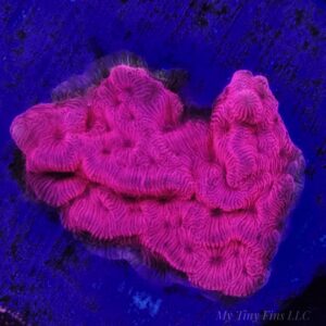 Ultra Red Leptoseris – WYSIWYG SPS Coral Frag (Encrusting)