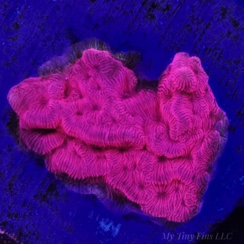 Ultra Red Leptoseris – WYSIWYG SPS Coral Frag (Encrusting)