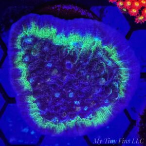 Limelight Chalice Coral (Echinophyllia sp.) – LPS Coral Frag