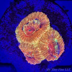 Hi-C Favia – WYSIWYG LPS Coral Frag (Rare Bright Orange & Yellow)