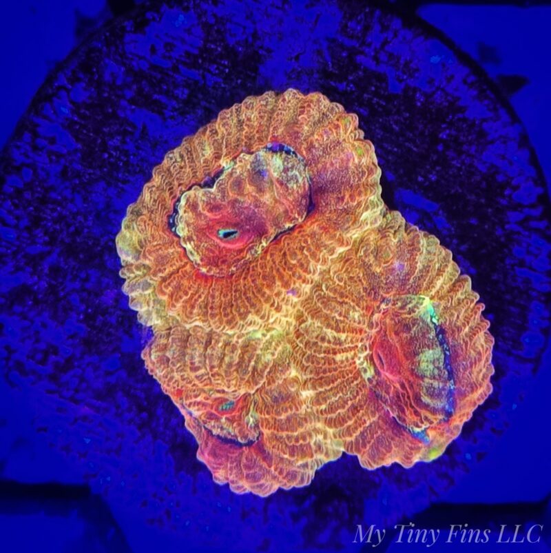 Hi-C Favia – WYSIWYG LPS Coral Frag (Rare Bright Orange & Yellow)