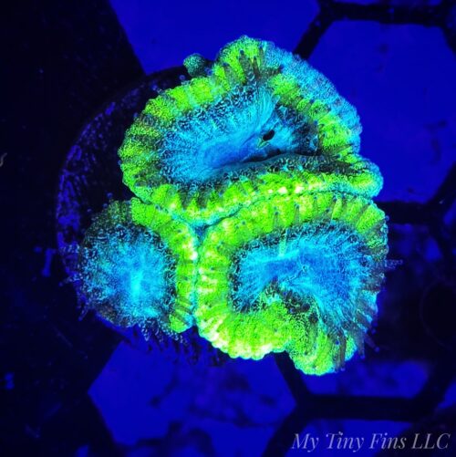 Teal Favites – WYSIWYG LPS Coral Frag