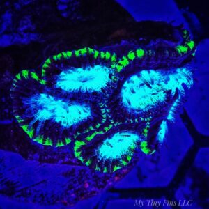 Blue Multicolor Favia – WYSIWYG LPS Coral Frag