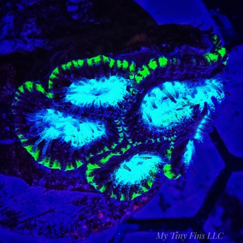 Blue Multicolor Favia – WYSIWYG LPS Coral Frag