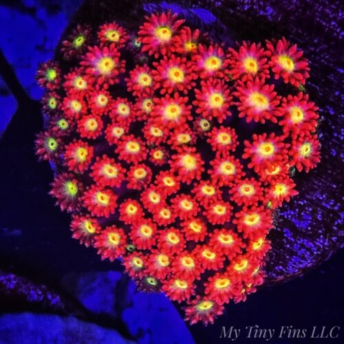 Yellow Eye Short Polyp Goniapora – WYSIWYG LPS Coral Frag