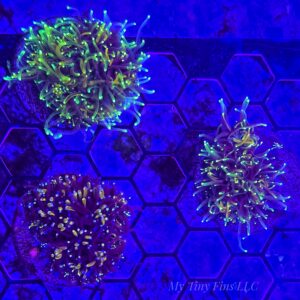 Assorted Galaxea – WYSIWYG LPS Coral Frag