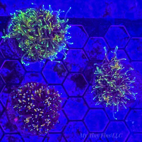 Assorted Galaxea – WYSIWYG LPS Coral Frag