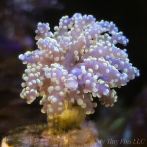 Orange Branching Frogspawn – 1 Polyp LPS Coral