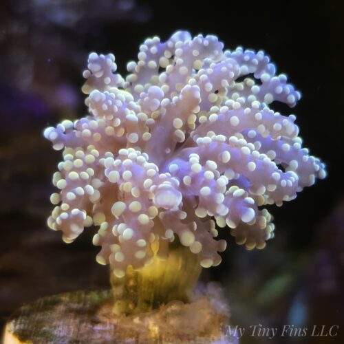 Orange Branching Frogspawn – 1 Polyp LPS Coral