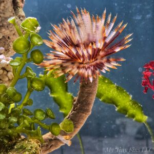 Giant Feather Duster Worm