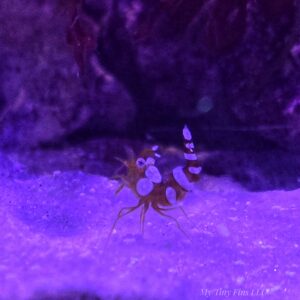 Sexy Shrimp (Thor amboinensis)