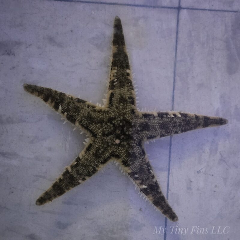 Sand Sifting Starfish