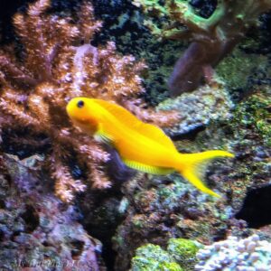 Midas Blenny