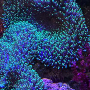Large Neon Green Hairy Mushroom Soft Coral (comes attatched to live rock)