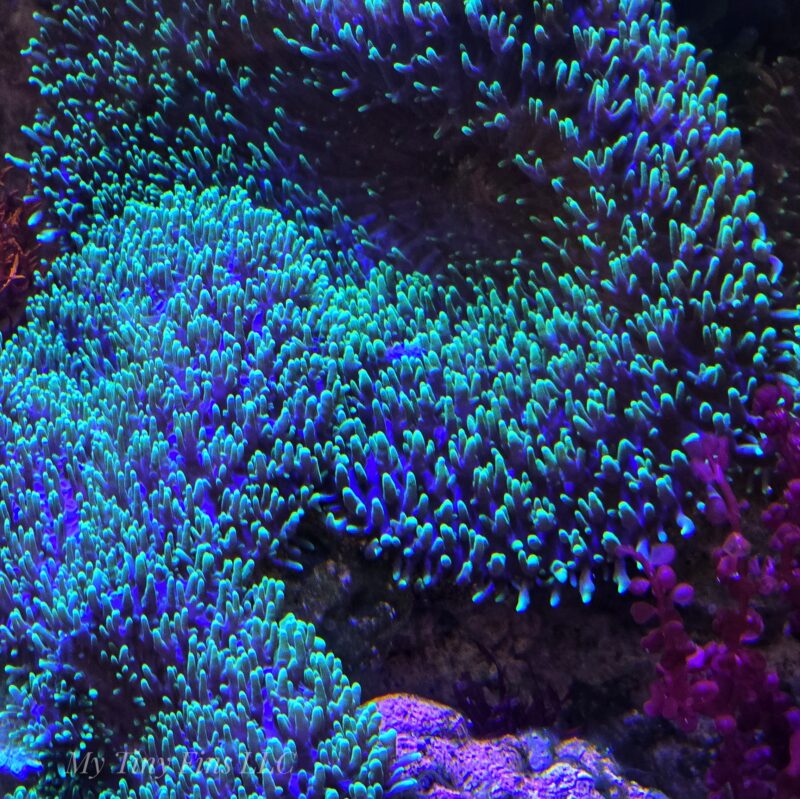 Large Neon Green Hairy Mushroom Soft Coral (comes attatched to live rock)