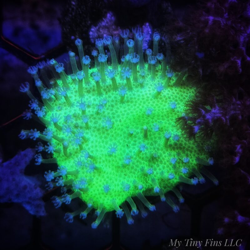 Neon Green Devil's Hand Leather Coral Frag