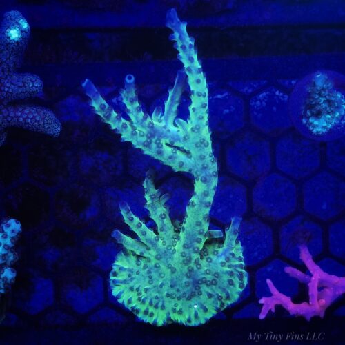 Blue Bottle Brush Acropora Colony – WYSIWYG SPS Coral