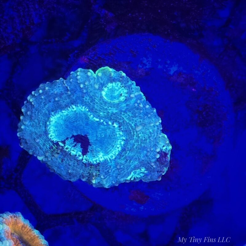 Acan Echinata – WYSIWYG LPS Coral Frag