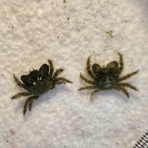1000149664 Emerald Crab – Green Algae Powerhouse for Your Reef